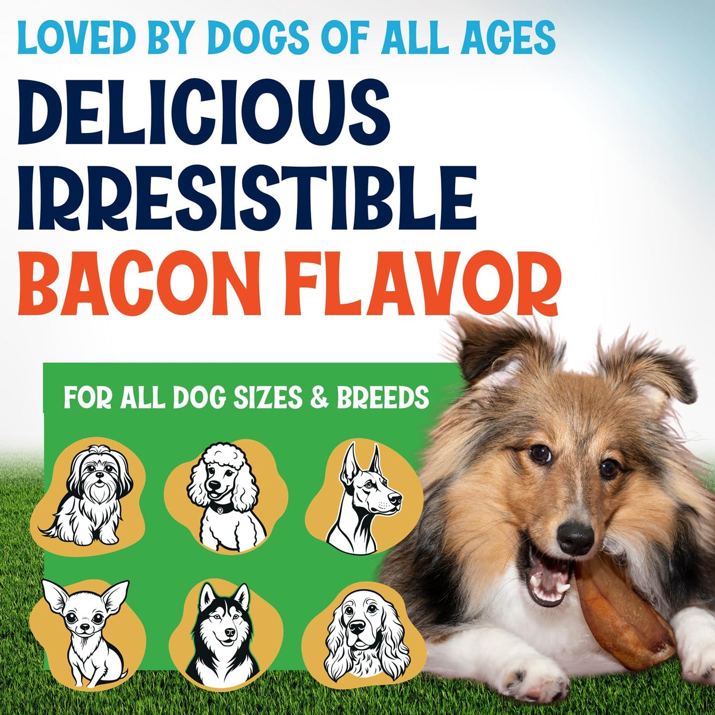 FETCHERONI Whole Pig Ears for Dogs Large - 30 Pack Long Lasting Dog Chews – One Ingredient Delicious All Natural Flavor – Easy to Digest Dog Treats for Large Dogs - Great for Teeth and Gums