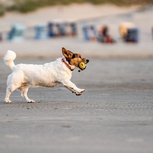 Herm Sprenger Mango Dog Chew Toy for Aggressive Chewer Natural Rubber Dog Treat Dispenser Tough Dental Teeth Cleaning Chew Toys for Small Medium Large Breeds (Small)