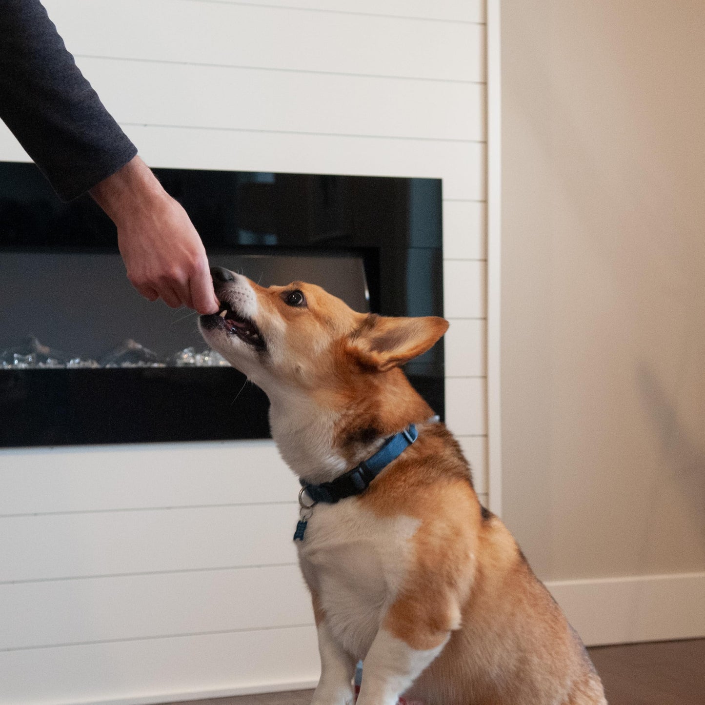 Exclusively Dog Chewy Training Treats Bacon Apple Flavor Grain Free Gluten Free, Made in The USA, 6 oz.