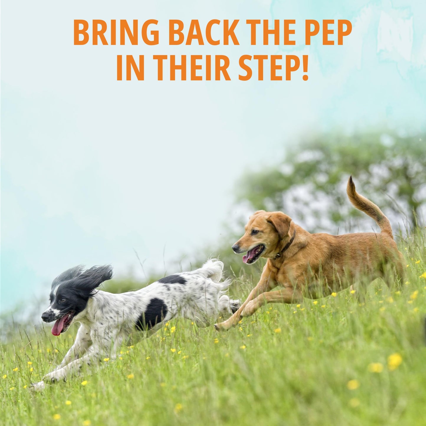 NOVEHA Dog Glucosamine Chews | Hip and Joint MSM Formula for Dogs Joint Care | Senior Pet Joint Health Supplement | Premium Glucosamine and Chondroitin for All Breeds | 90 Soft Chews; Chicken Flavor