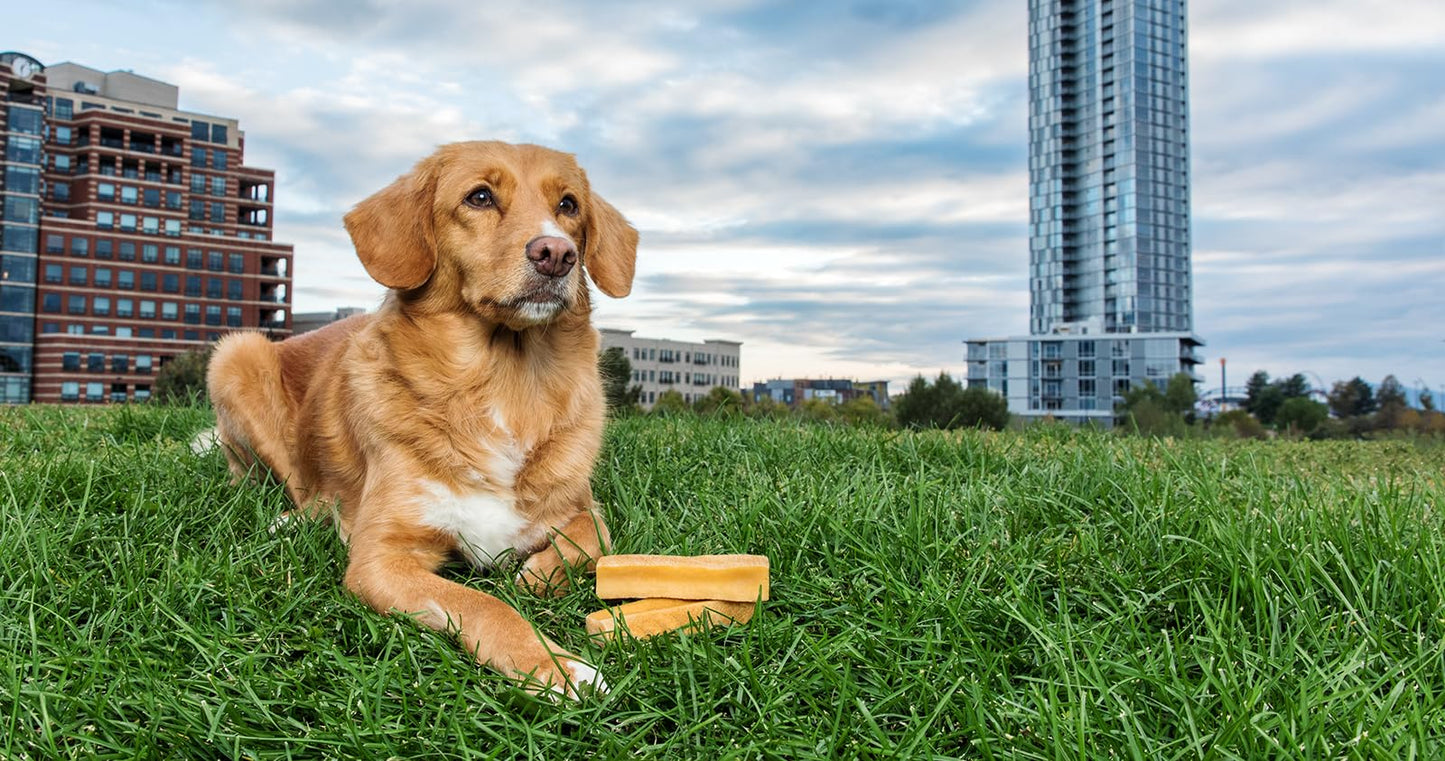 peaksNpaws Himalayan Dog Chews, High Protein Yak Cheese, Lactose Free, Natural Dog Treat, Long Lasting Chew Stick for Aggressive Chewers Under 35 lbs, 3 Medium Sticks, 100% Eco-Friendly Packaging