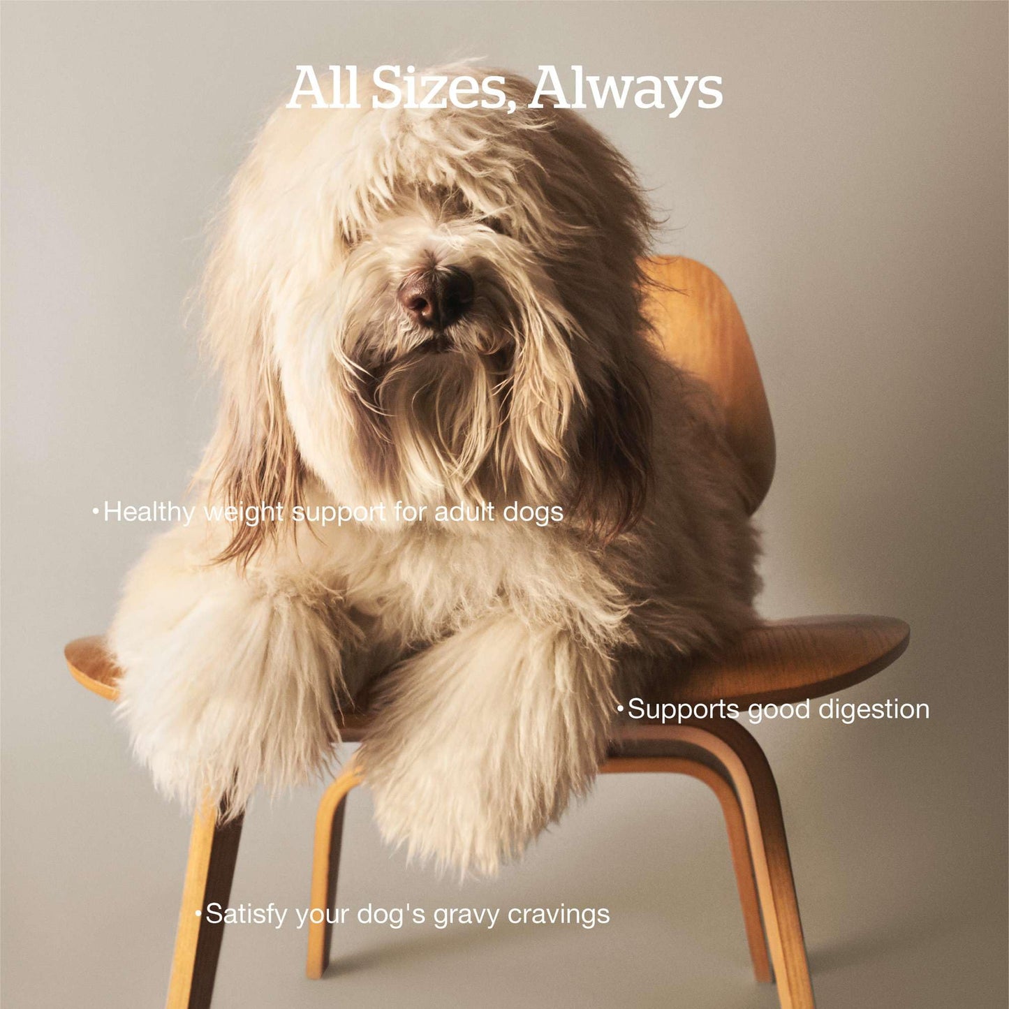 Now Fresh Good Gravy, Bone Broth Coated Kibble, Dry Dog Food, Salmon Adult Recipe with Grains, All Breed Size, 3.5 lb Bag