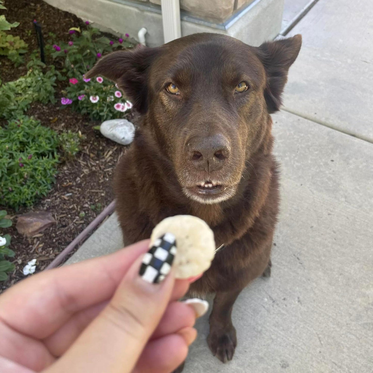 Pupford Freeze Dried Banana Chip Puppy & Dog Treats, Natural, Healthy, Low-Calorie Reward for Small, Medium, and Large Breed Dogs (3 oz)