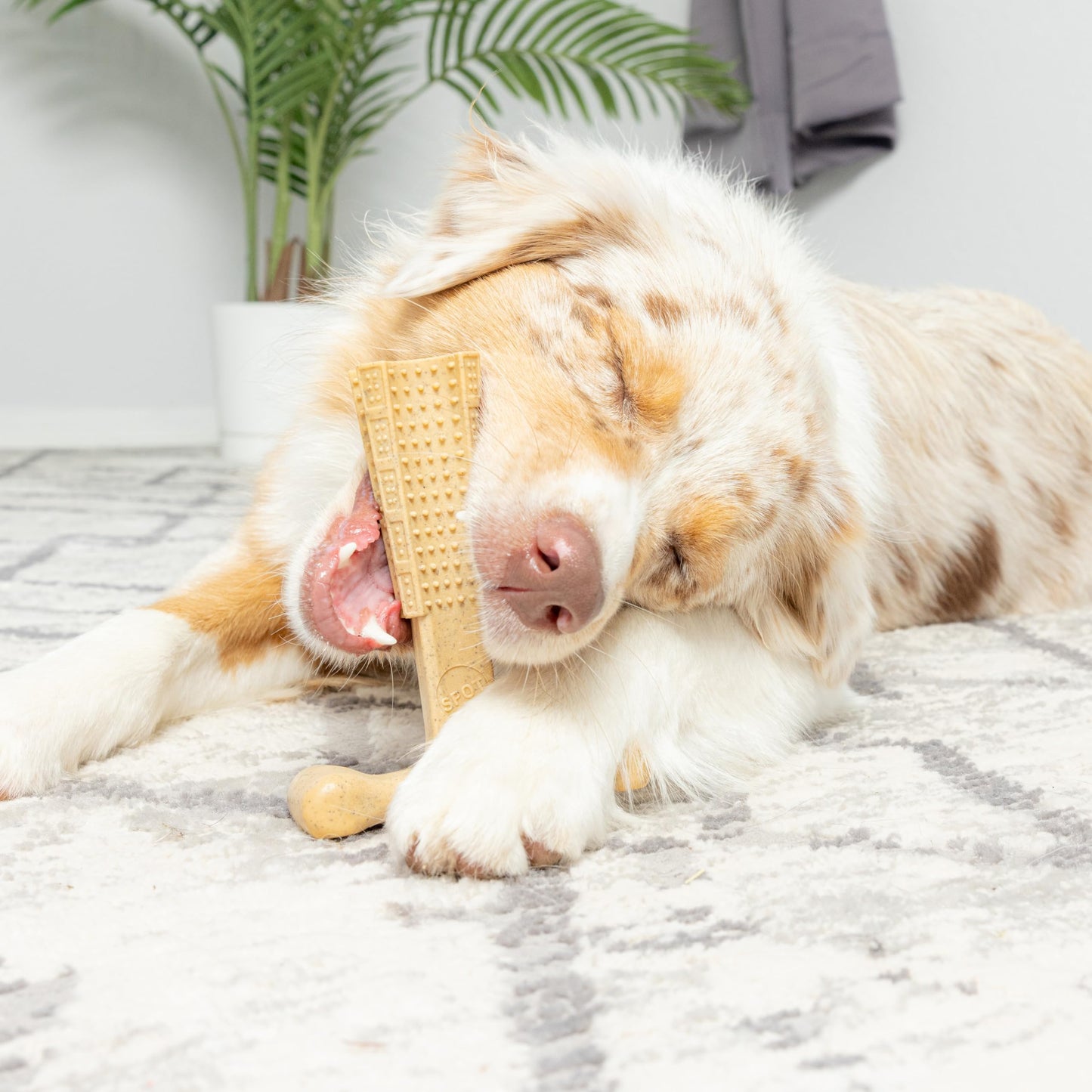 SPOT Bam-Bones Plus T-Bone, Bamboo Fiber & Nylon Dog Chew, Durable for Aggressive Chewers, Non-Splintering, for Adult Dogs & Teething Puppies Under 90lbs, 7in, Chicken Flavor