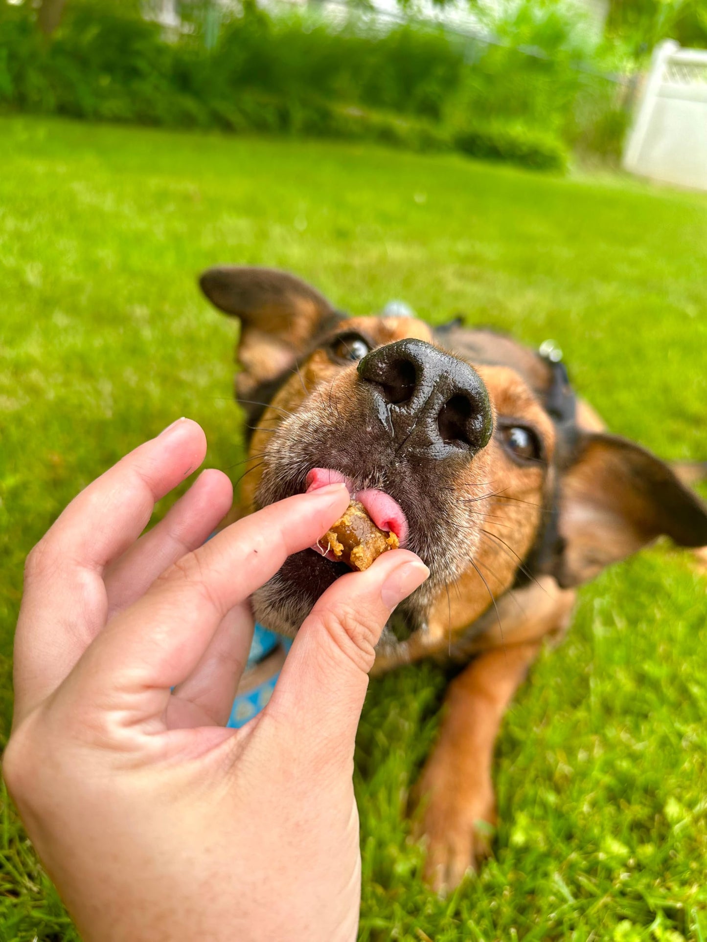 ROAM Pet Treats Ossy Exotic Dog Topper - Single Protein, Sustainably Raised Ostrich Meat Dog Food Topper - Non-GMO Ostrich Dog Treat 4 Ounce