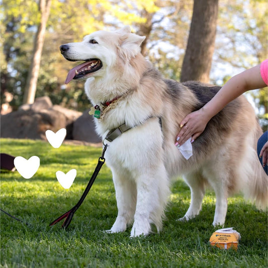 Dog Shampoo Conditioner | All-in-One Natural Dog Wash | Soothes Dry & Itchy Skin | Lavender & Chamomile | Gentle Formula for Sensitive Skin & Puppies