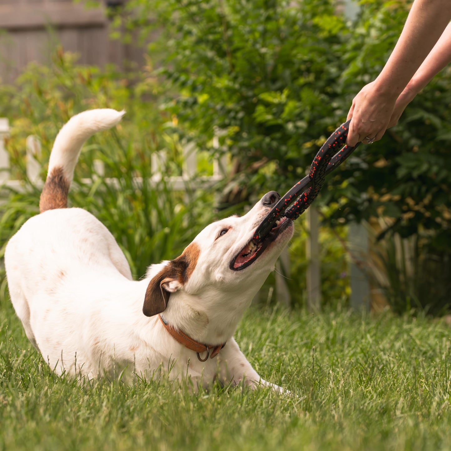 Chew King Supreme Dog Toy Collection, Medium Supreme Infinity Tug