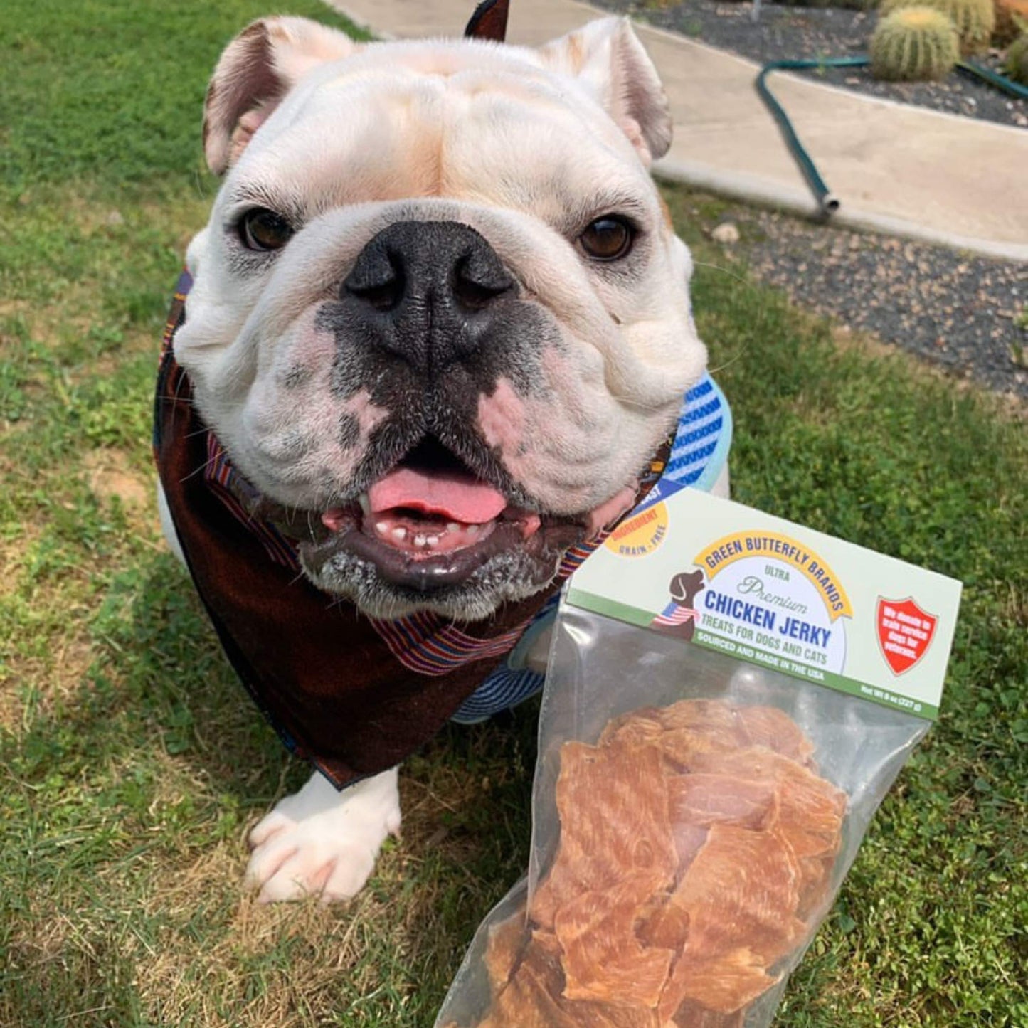 Green Butterfly Brands Chicken Jerky - Dog Treats Made in USA Only - 1 Ingredient: USDA Grade A Chicken Breast - No Additives or Preservatives - Grain Free Snack, All Natural Premium Strips, 8 Ounces