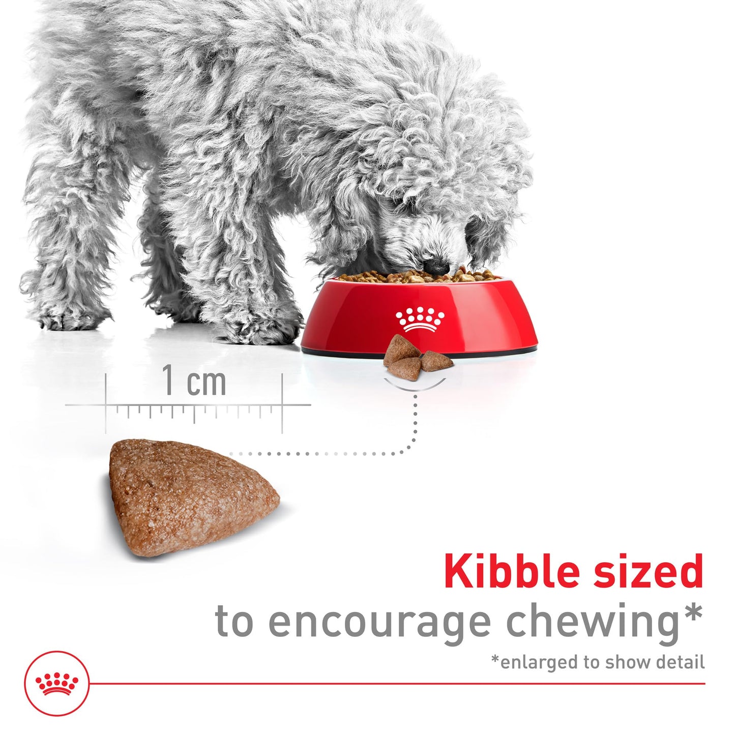 Royal Canin Size Health Nutrition Small Indoor Adult Dry Dog Food, 2.5 lb Bag