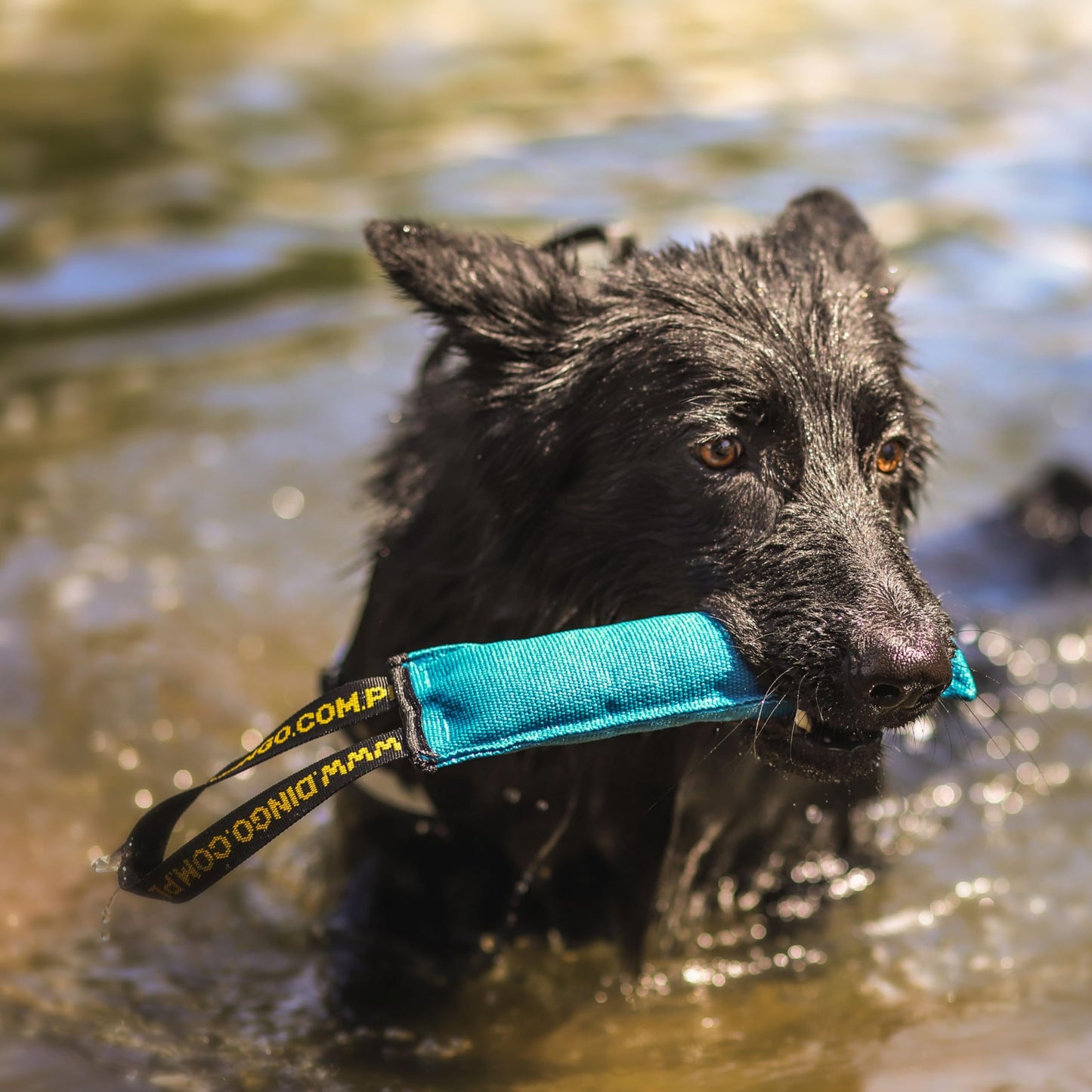 Dingo Dog Tug Toy with Handle, Dog Bite Pillow for Tug of War, Dog Bumper Floating on The Water, Colorfull Cotton, Size S, Z30001