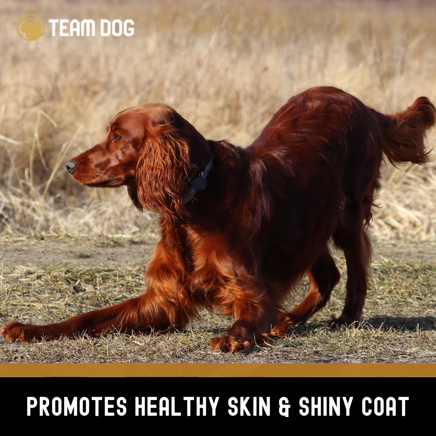 Team Dog Wild Alaskan Salmon Skin Treats for Dogs | Gluten Free, Grain Free, Single Ingredient | Freeze-Dried Raw Dog Treats Rich in Omega 3 | Promotes Healthy Skin & Coat | 4 Dog Chews per Bag