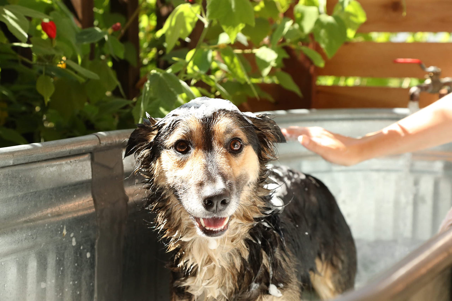 Kawell USA Natural Dog Shampoo for Dry Sensitive Itchy Skin, Hot Spots - Anti-Inflammatory, Antifungal, Anti-Shedding Grooming Shampoo with Matico Healing Properties - for Healthy Skin and Coats, 12oz