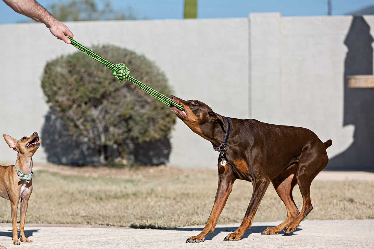 XiaZ Tug of War Dog Toy, Interactive Dogs Toy Bungee Hanging Tether with 2 Chew Rope Toys, Heavy Duty Puppy Outdoor Activity Aggressive Chewers Best Small to Large Boredom Exercise and Play (Blue)