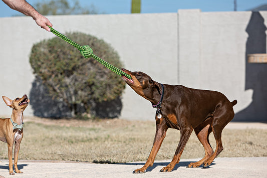 XiaZ Tug of War Dog Toy, Interactive Dogs Toy Bungee Hanging Tether with 2 Chew Rope Toys, Heavy Duty Puppy Outdoor Activity Aggressive Chewers Best Small to Large Boredom Exercise and Play (Blue)