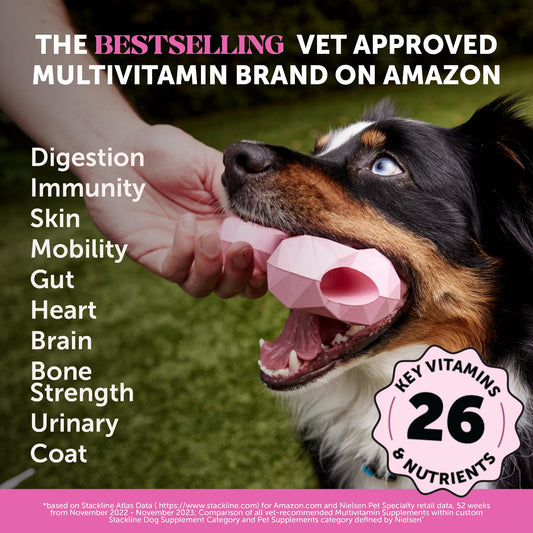 Digestive Probiotics for Dogs + 10 in 1 Multivitamin Soft Chew Supplement Bundle - Dog Vitamins - Probiotics, Pumpkin, Digestive Enzyme for Dogs, Dog Vitamins for Overall Health