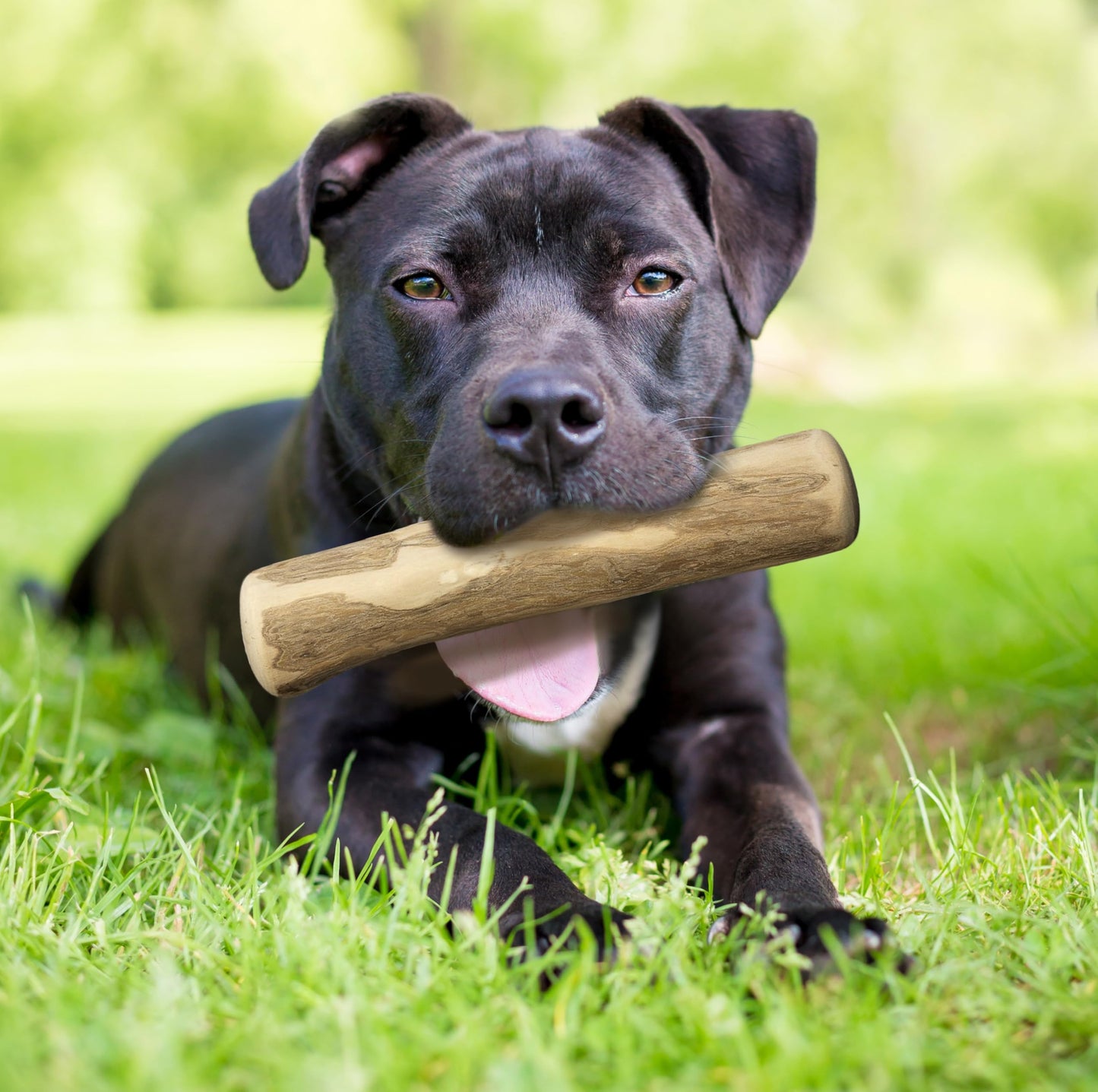 Fuzzl Olive Stix Medium 2 Pack Dog Chew Toy - Natural Olive Wood Dog Chews Tough Toys Long Lasting Chew Toys for Aggressive Chewers