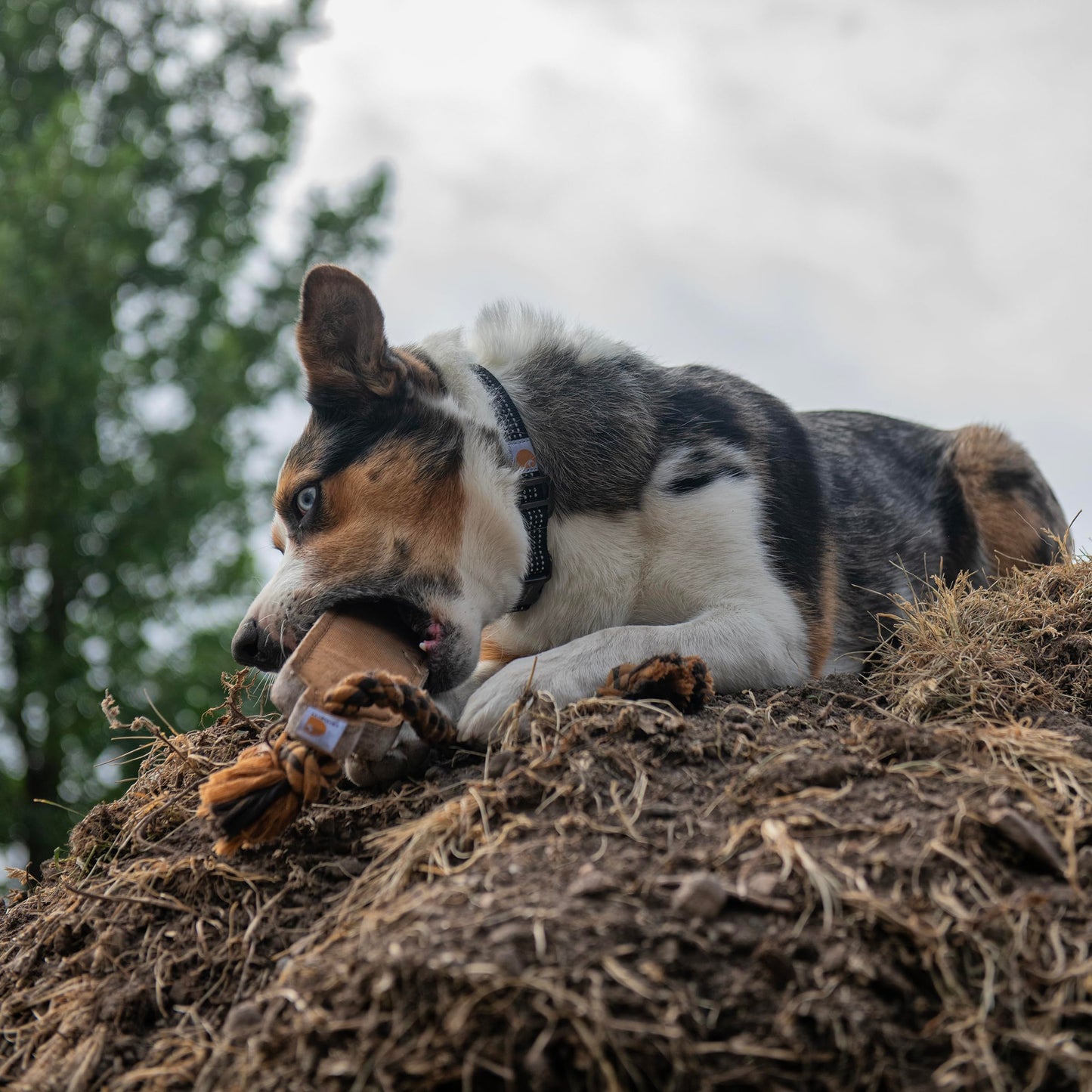 Mammoth TireBiter2 Tug & Toss For Strong Chewers Large Dogs Up To 90-Pounds
