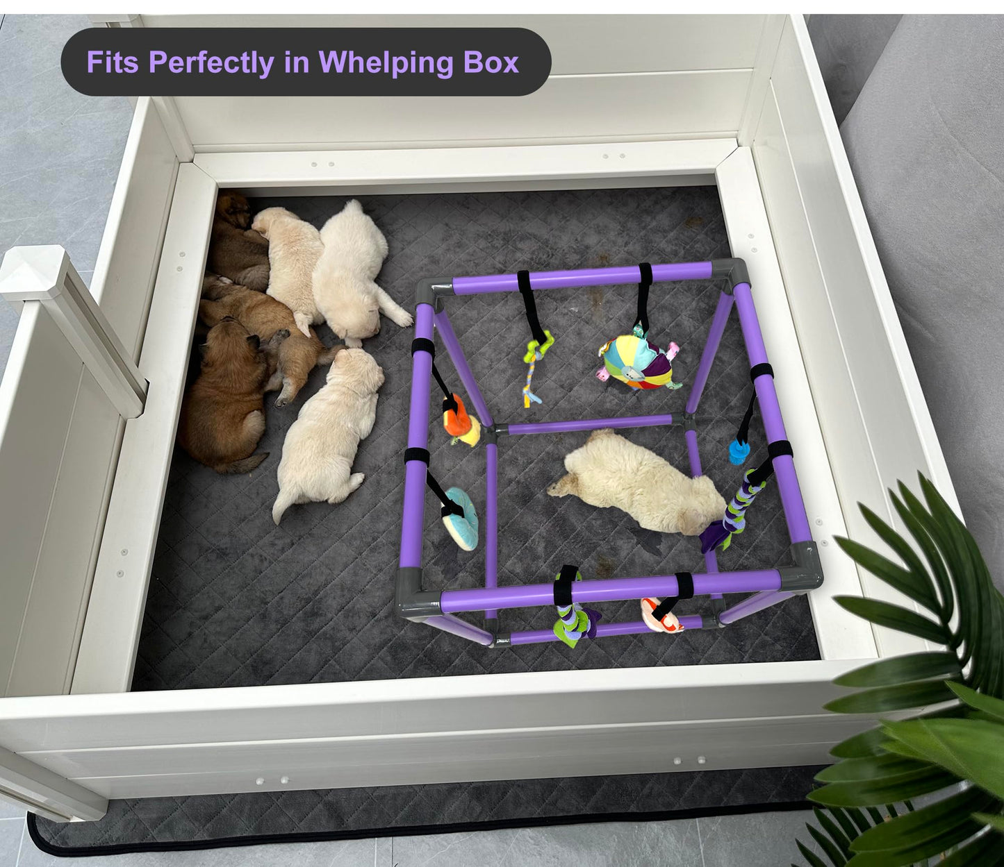 DOZZOPET Puppy Play Gym for Small Dogs with 8 Hanging Toys, Jungle Playground with Interactive Funny Enrichment Toys to Keep Them Busy