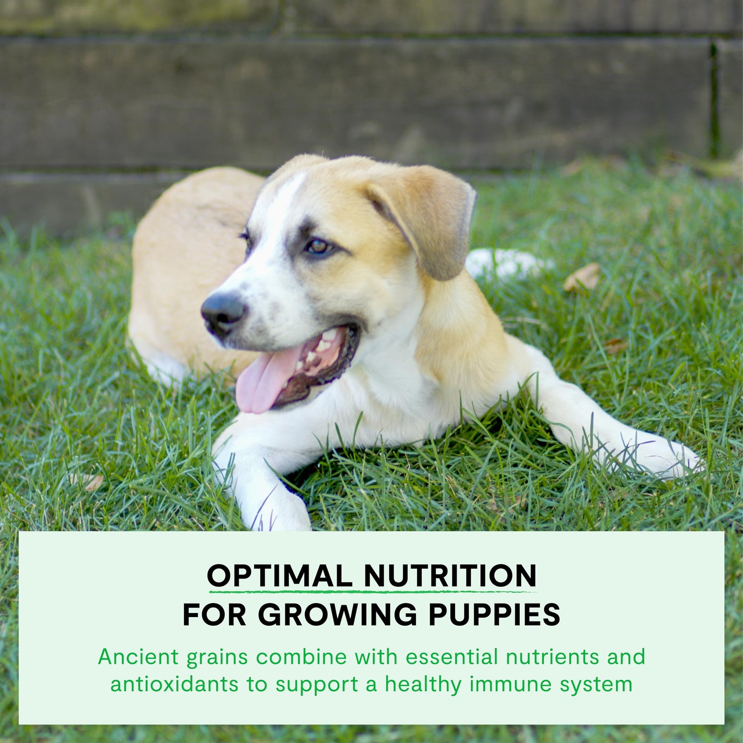 Open Farm, Ancient Grains Dry Dog Food for Puppies, Protein-Rich & Nutrient Dense, 90% Animal Protein Mixed with Non-GMO Fruits, Veggies and Superfoods, Chicken & Salmon Recipe for Puppy, 4lb Bag