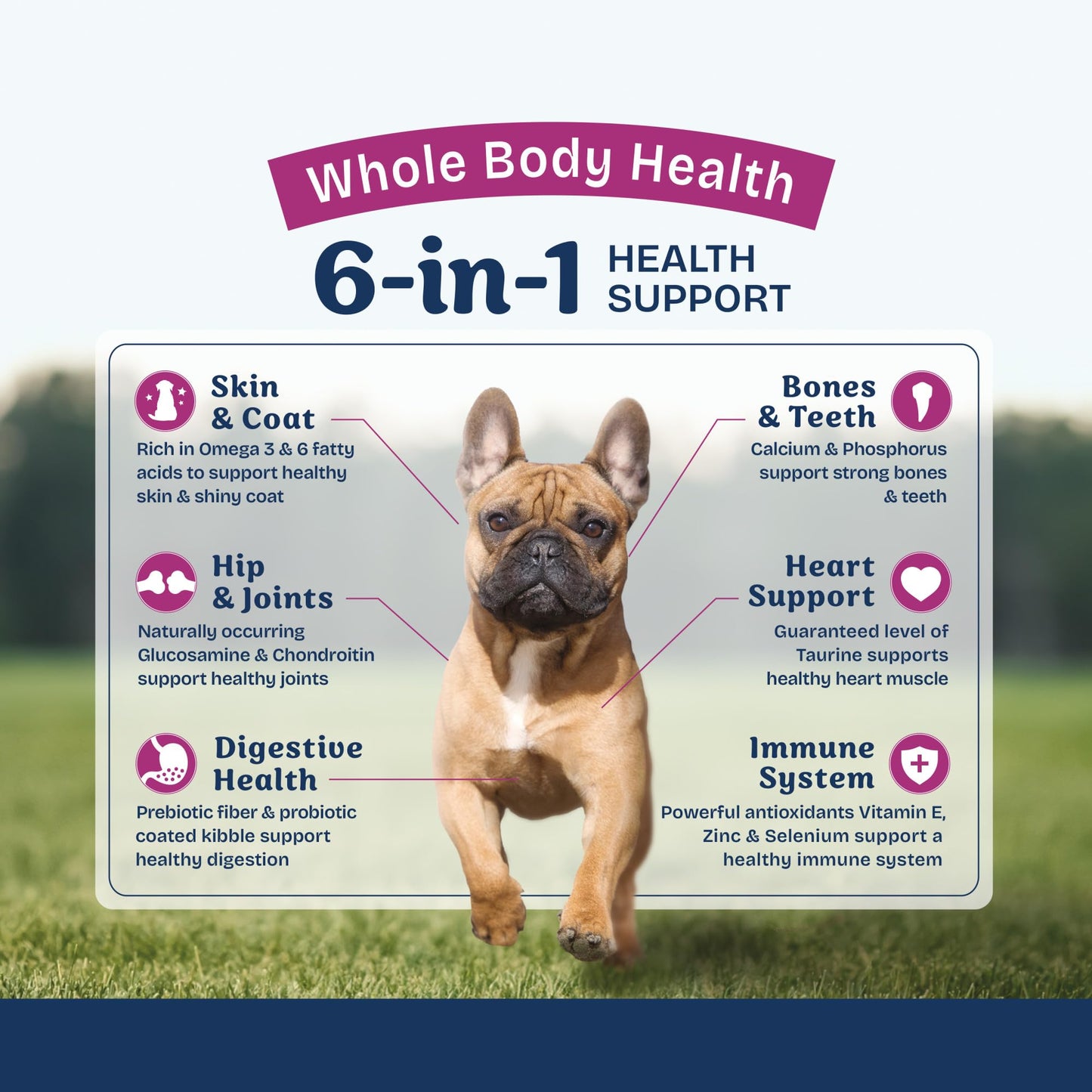 Natural Balance Health Protection Small Breed Dry Dog Food – Whole Body Health, Easy on Digestion Dog Food Made with Chicken, Brown Rice & Pumpkin for Dogs - 12lbs.