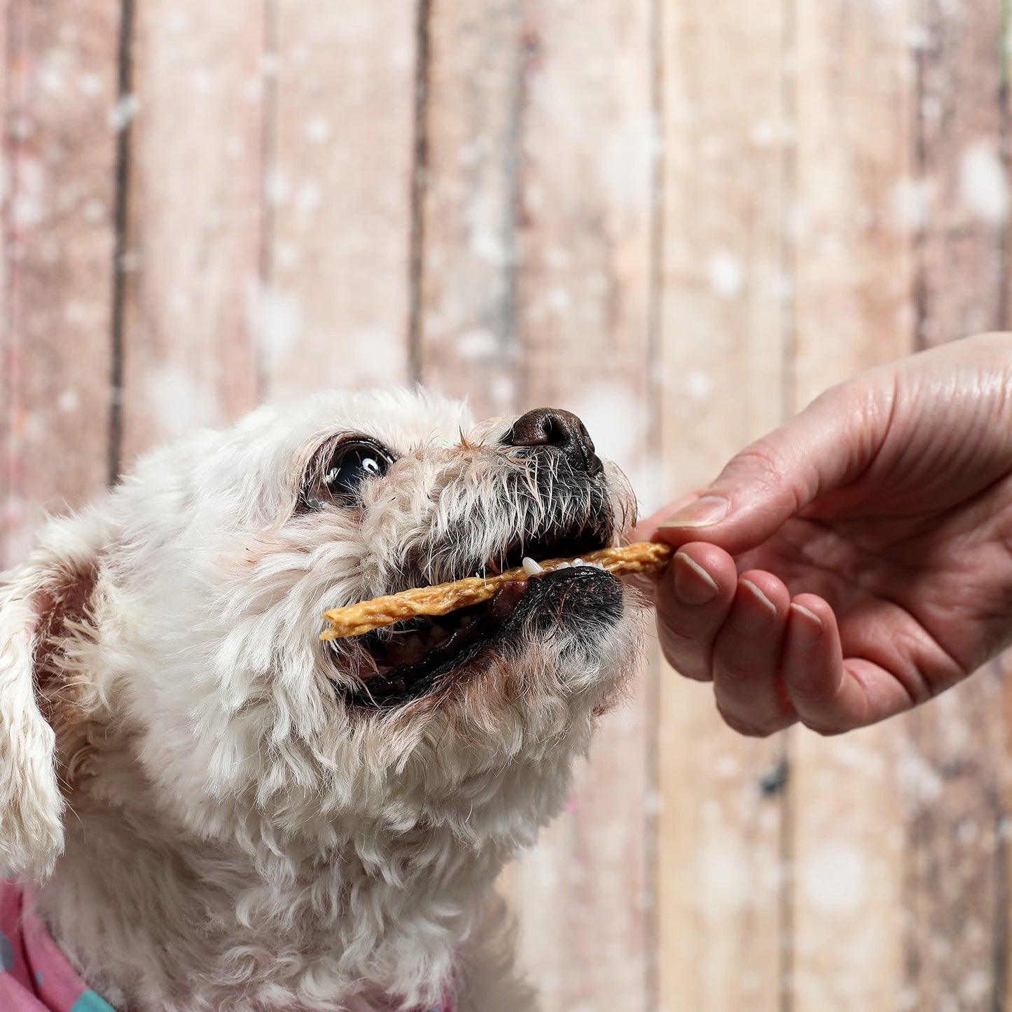 Texas Pet Company Chicken Jerky Sticks Crunchy Dog Treats Made in The USA Single Ingredient for Small to Large Dogs 75 Count 8oz