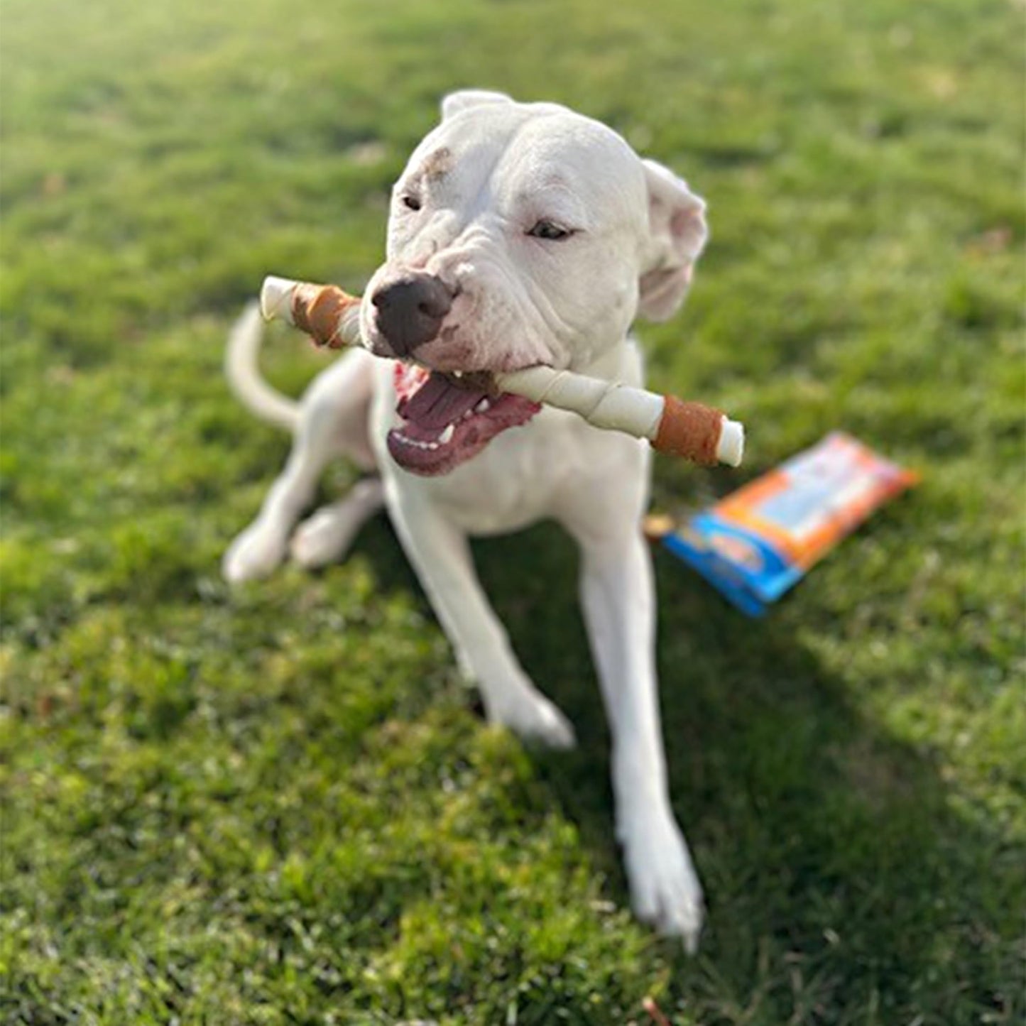 Cadet Gourmet Shish Kabob Dog Chews for Large Dogs, Rawhide Treats with Chicken and Sweet Potato, Healthy & Natural Beef Hide, 10-Inch Sticks, 8 Count