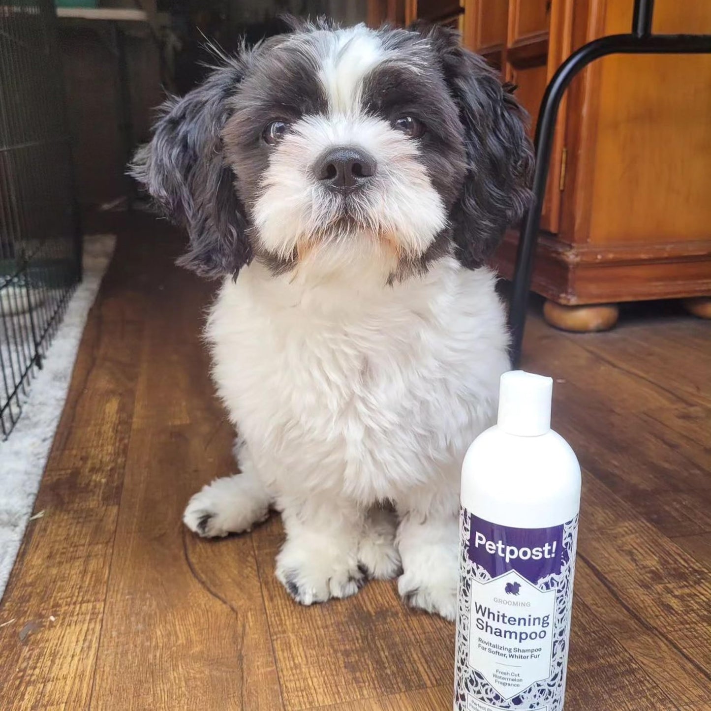 Petpost | Dog Whitening Shampoo with Coconut Oil & Aloe. Brightens White & Light Coats, Moisturizes Skin. Watermelon Scent. 16 oz
