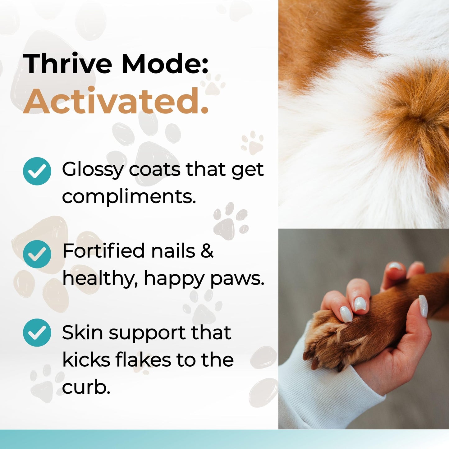 Pawlife Wild Alaskan Salmon Oil for Dogs and Cats - Omega-3s, Including EPA and DHA, to Help Support Full-Body Health and Wellbeing for Sensitive Skin, Coat Health and Immune System Support - 2 Pack