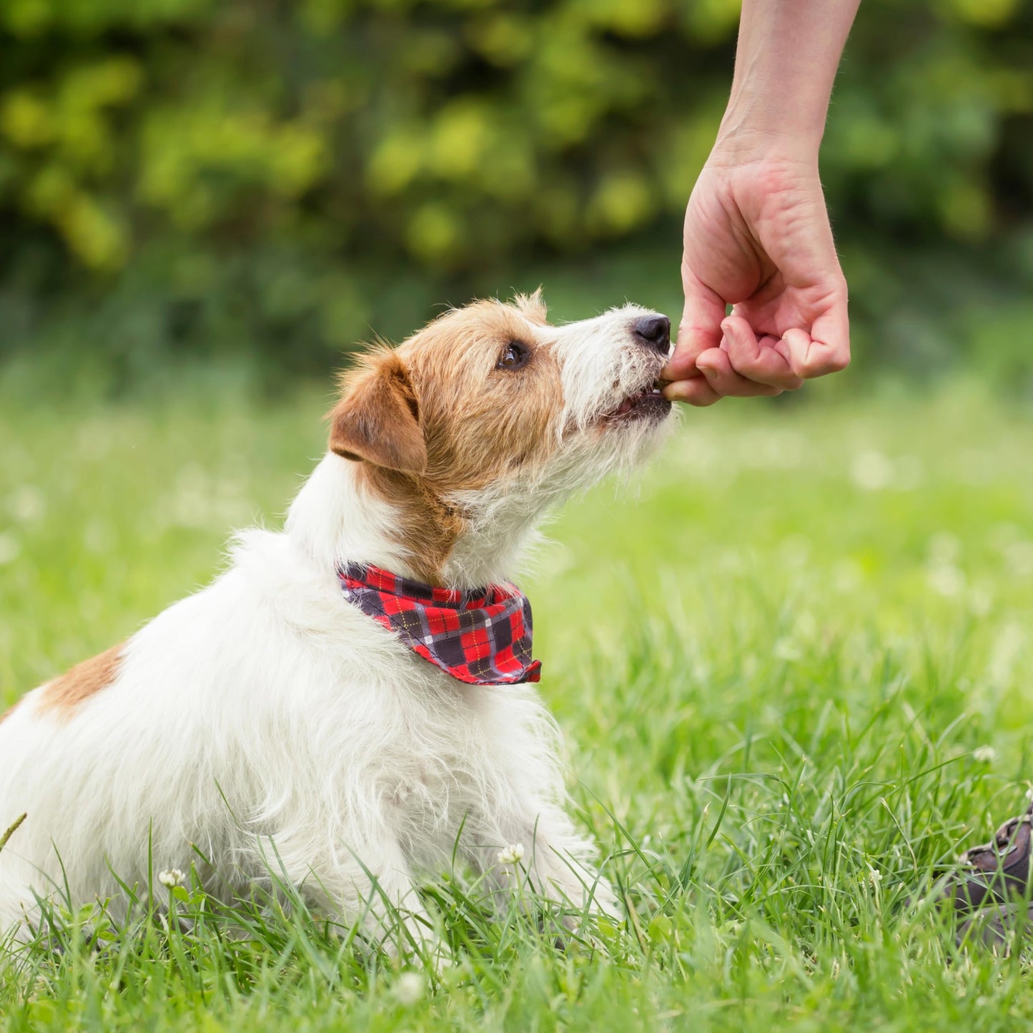 Exclusively Dog Chewy Training Treats Bacon Apple Flavor Grain Free Gluten Free, Made in The USA, 6 oz.