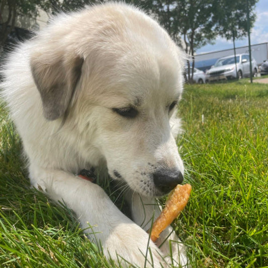 StrellaLab Dog Allergy Relief & Anti Itch Support Chews w/Omega 3: Real Ingredients, Real Taste! Skin & Coat Immune Supplement w/Fish Oil, Pumpkin & Enzymes — Developed by Experts - Made in USA -180Ct