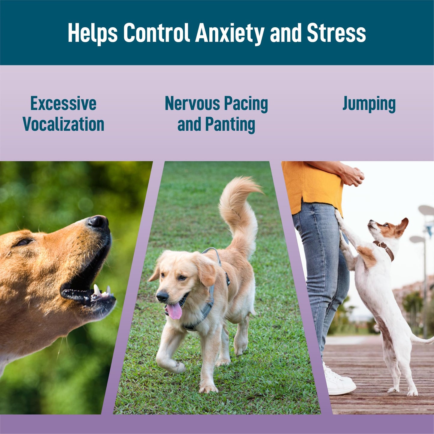 Saint Barkus Calming Chews Treats for Dogs with melatonin for Dogs to Provide Calming, Stress and Dog Anxiety Relief. 90 Bacon-Flavored Soft Chews