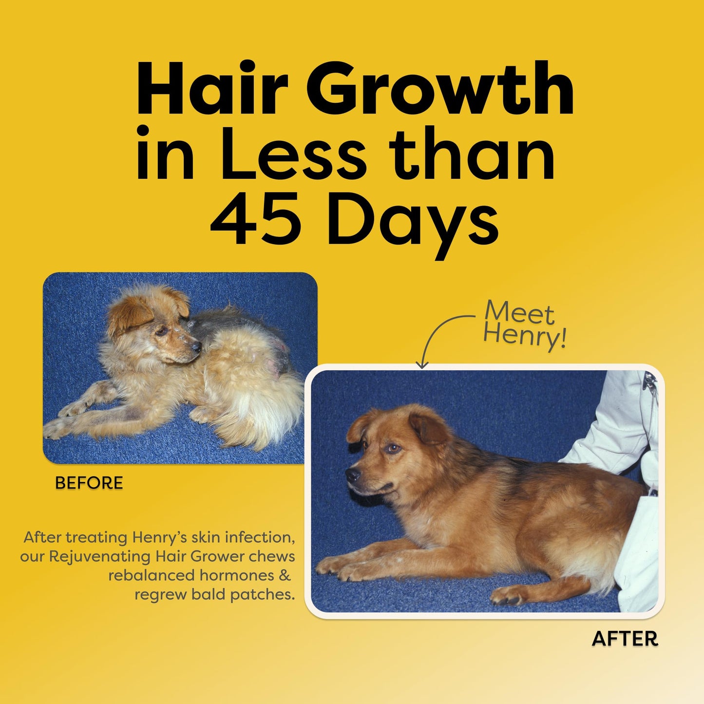 Doc Itchy Rejuvenating Hair-Grower Dog Pet Chews | 10mg Melatonin for Dogs | Hair Growth Booster | Senior Dog Energizer | Calming | Medical-Strength | Food Allergy Safe | Vegan | 90 Count