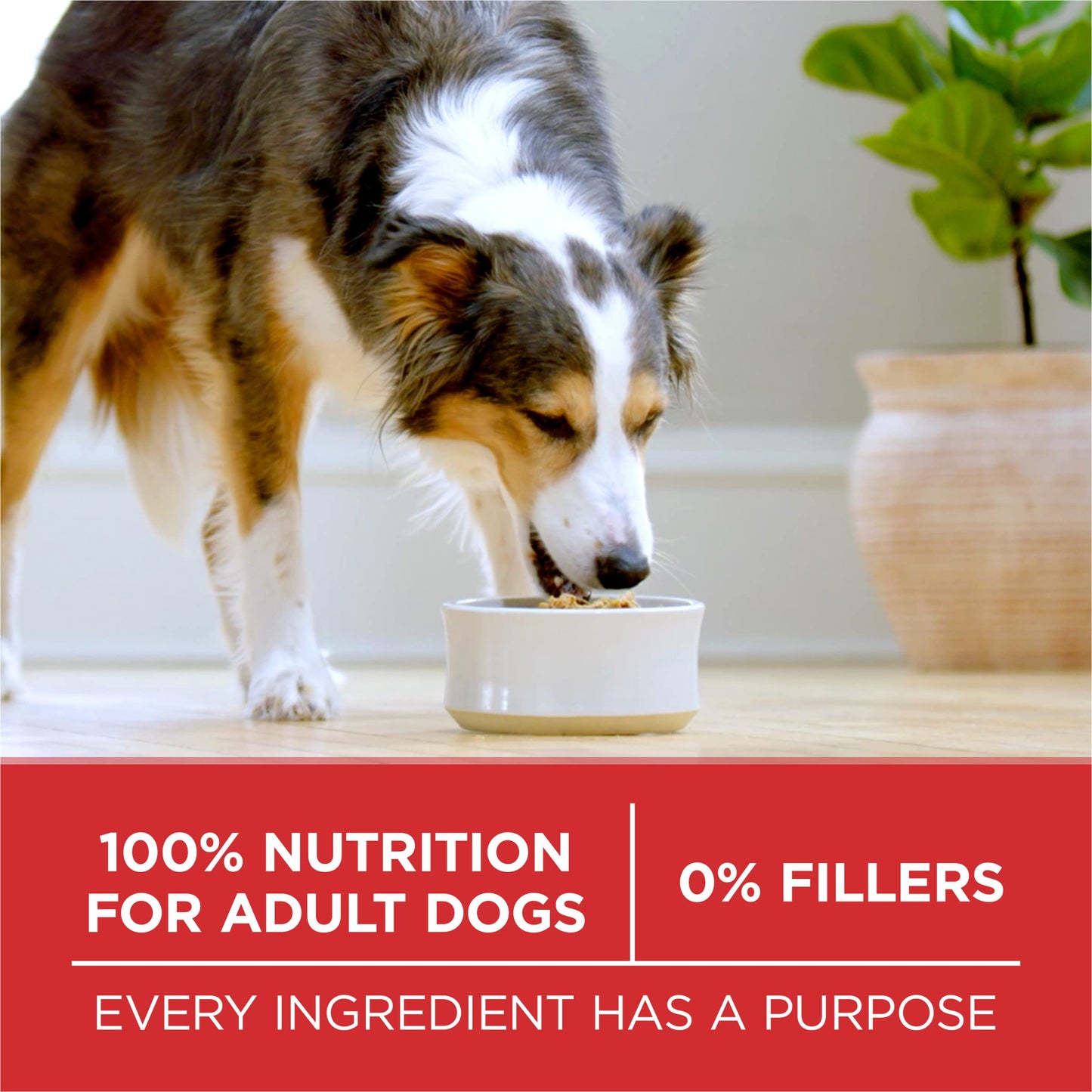 Purina ONE Small Bites Beef and Rice Formula Small High Protein Dry Dog Food Natural With Added Vitamins, Minerals and Nutrients - 31.1 lb. Bag