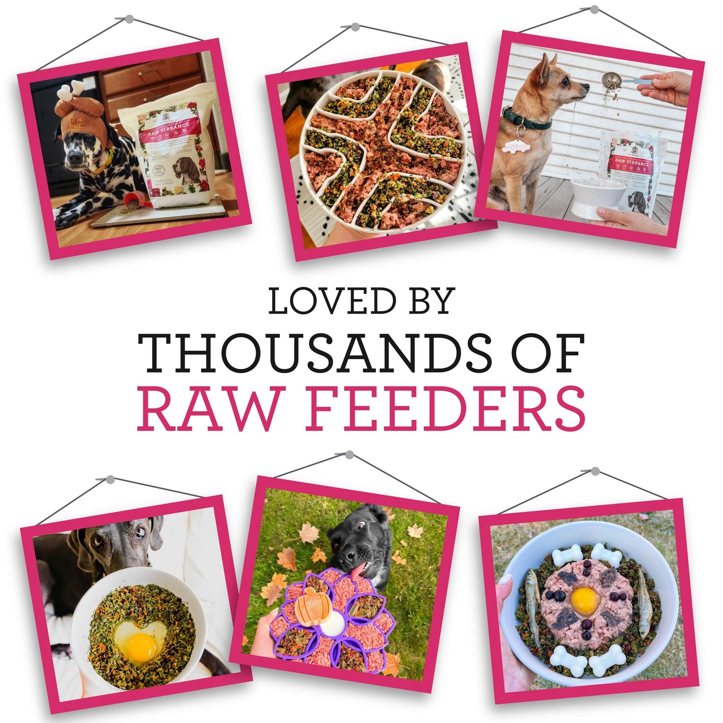 Dr. Harvey's Raw Vibrance Grain Free Dehydrated Foundation for Raw Diet Dog Food (6 Pounds)