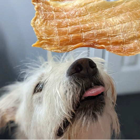 Green Butterfly Brands Chicken Jerky - Dog Treats Made in USA Only - 1 Ingredient: USDA Grade A Chicken Breast - No Additives or Preservatives - Grain Free Snack, All Natural Premium Strips, 8 Ounces