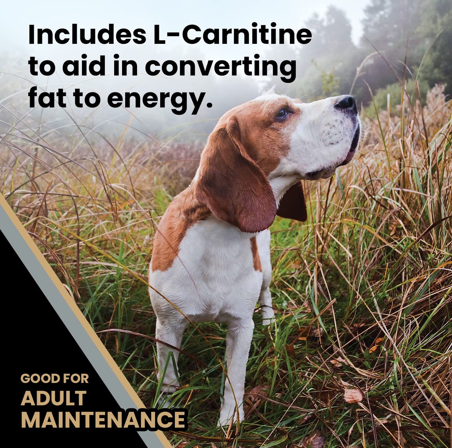 VICTOR Super Premium Dog Food – Purpose – Senior Healthy Weight Management – Dry Dog Food for Adult Dogs – Gluten Free with Glucosamine and Chondroitin, for Hip and Joint Health, 15lbs