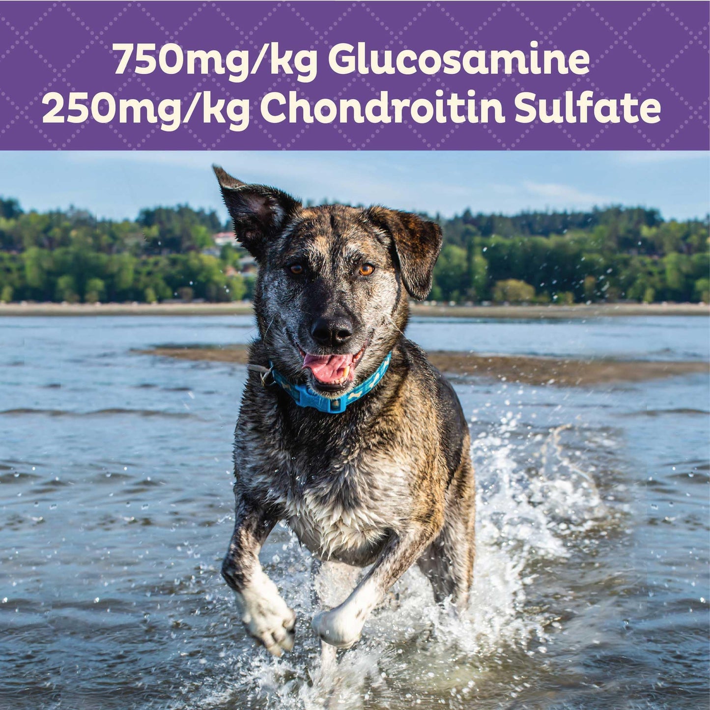 Old Mother Hubbard Wellness Hip & Joint Dog Biscuits, Natural, Training Treats, Chicken, Apples, Oats, and Carrots Flavor, Mini Size, (20 Ounce Bag)