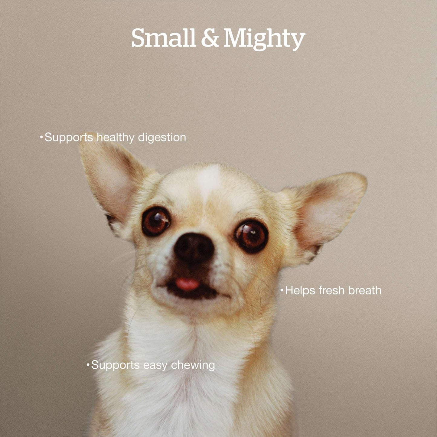 Now Fresh Good Gravy Premium Dry Dog Food with Salmon & Ancient Grains for Small Breeds, Healthy Kibble for Adults Coated in Bone Broth – Just Add Water to Moisten, Chicken-Free, 3.5 lb Bag