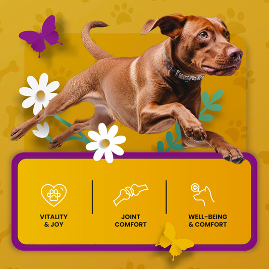 PetMade Hip and Joint Supplement for Dogs - Glucosamine Chondroitin for Dogs - Extend Joint Care, Flexibility Support & Bone Strength - With MSM, Hyaluronic Acid, Vitamin B12, B6, B1 & More - 16 Fl Oz