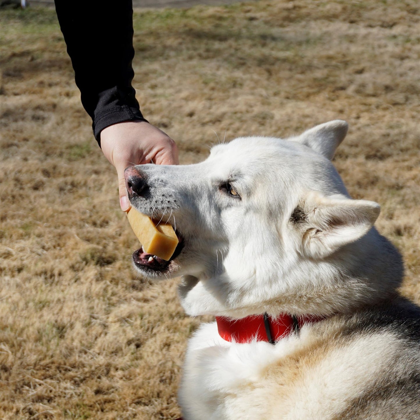KATHMANDU'S - 100% Natural Himalayan Cheese Dog Chews - for Small Dogs (Pack of 15) - for Improved Dental Hygiene & Protein-Rich Nutrition, No Preservatives