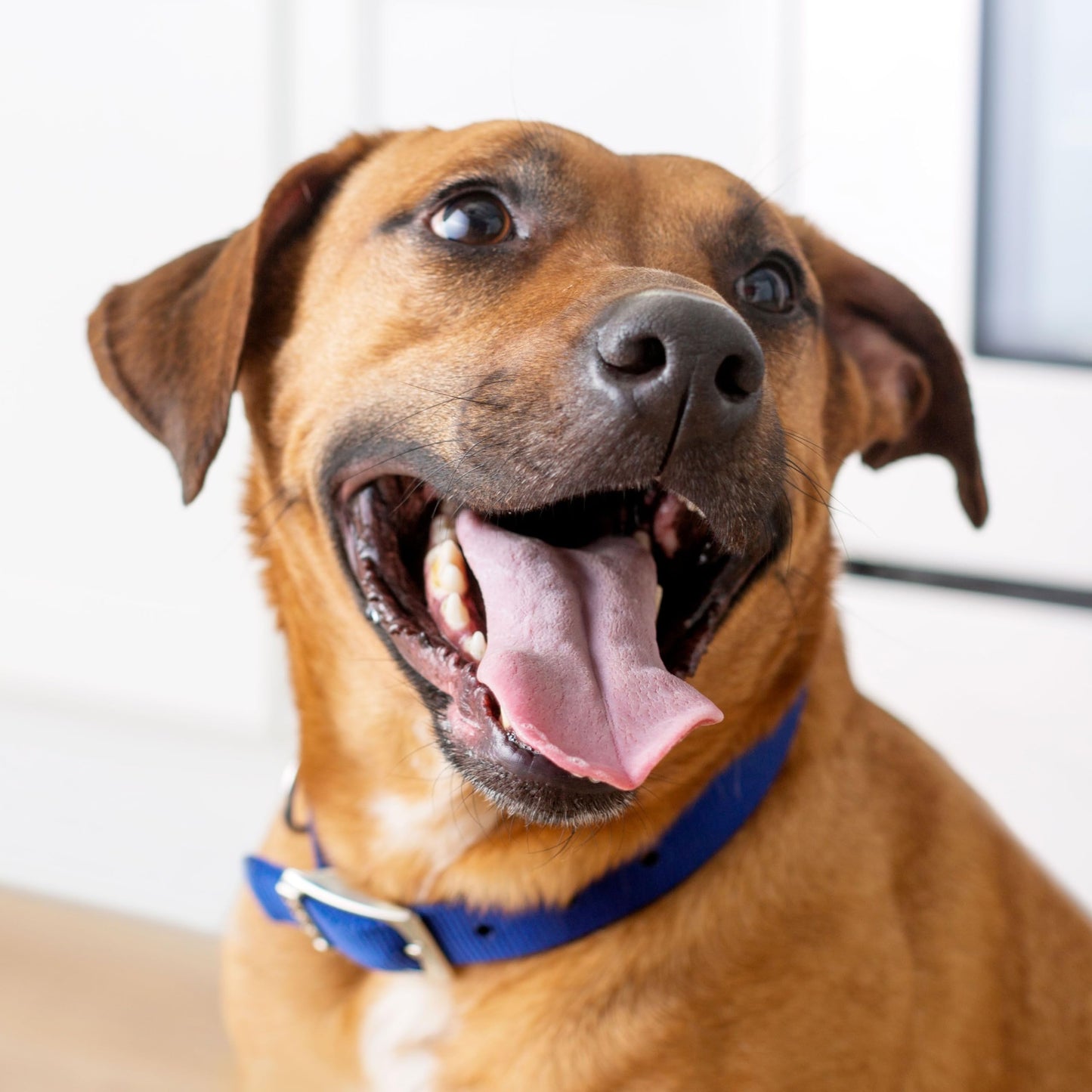 Kibbles 'n Bits Mini Bits Small Breed Dry Dog Food, Savory Bacon & Steak Flavor for Adult Dogs, 16 lb. Bag