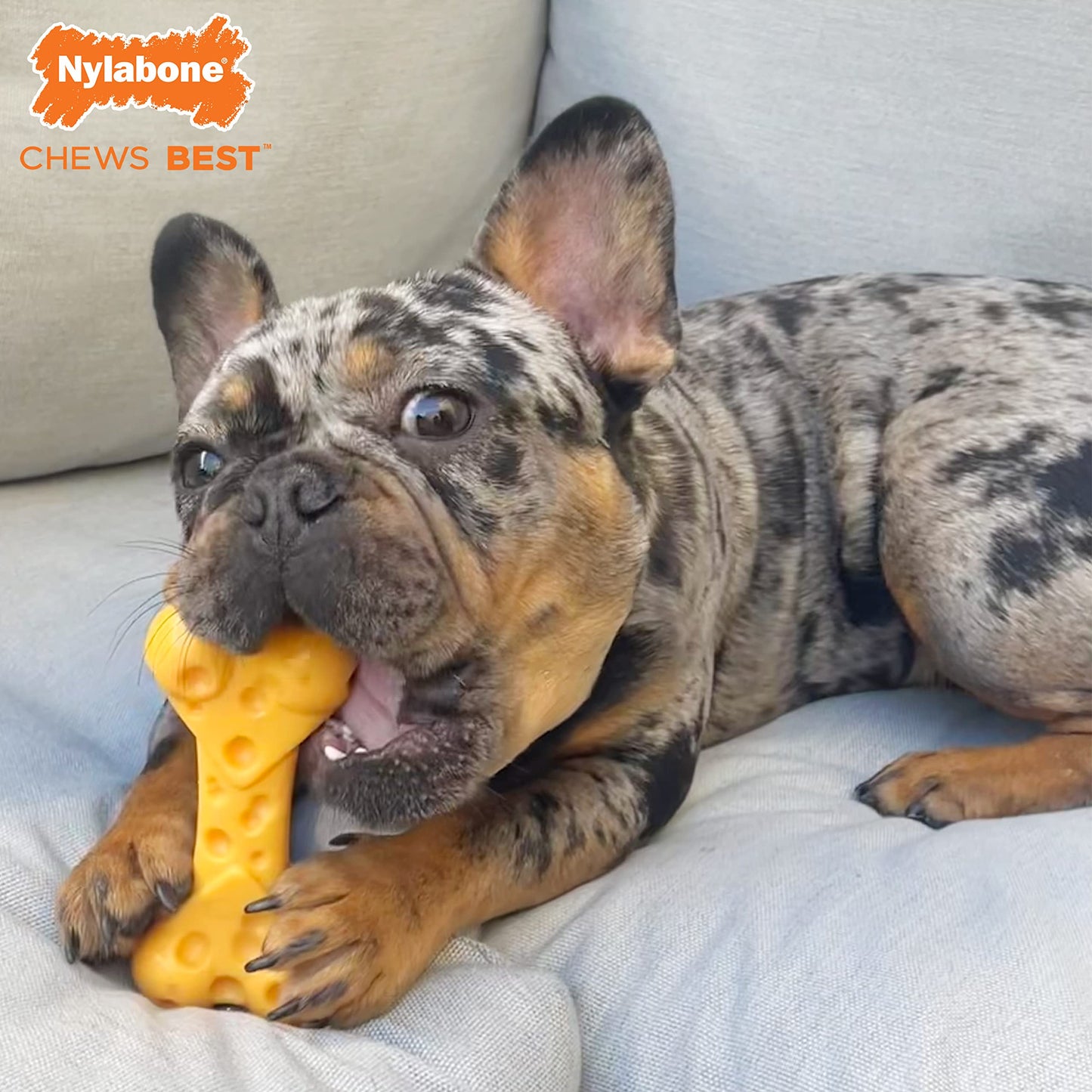 LEGEND SANDY Dog Toys for Aggressive Chewers Large Breed, Durable Dog Bones Squeaky Chew Toy, Nearly Indestructible Dog Toys for Large, Tough Natural Rubber Puppy Chew for Medium Teeth Cleaning