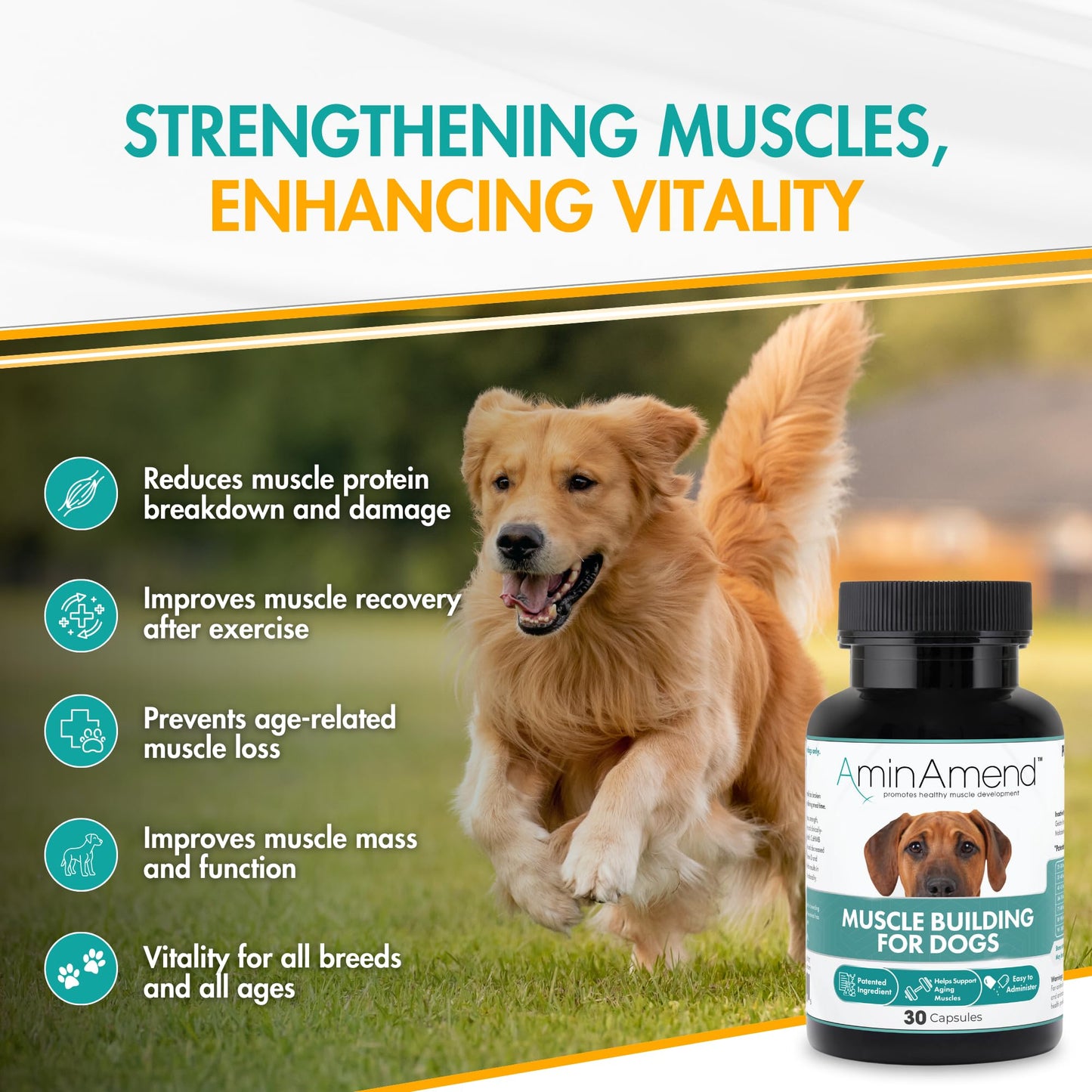 AminAmend Muscle Support Dog Supplements for Large Breed (21lbs+) with CaHMB & Vitamin D3 – Supports Strength, Mobility & Daily Activity for All Ages & Senior Dog – (30 Capsules)