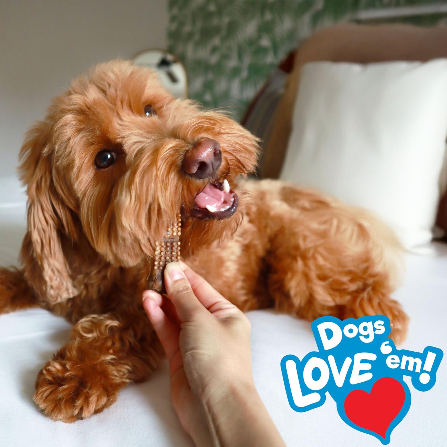 CEVA Animal Health Breakables Clenz-A-Dent Rawhide Dental Chews, 15Ct (Small)