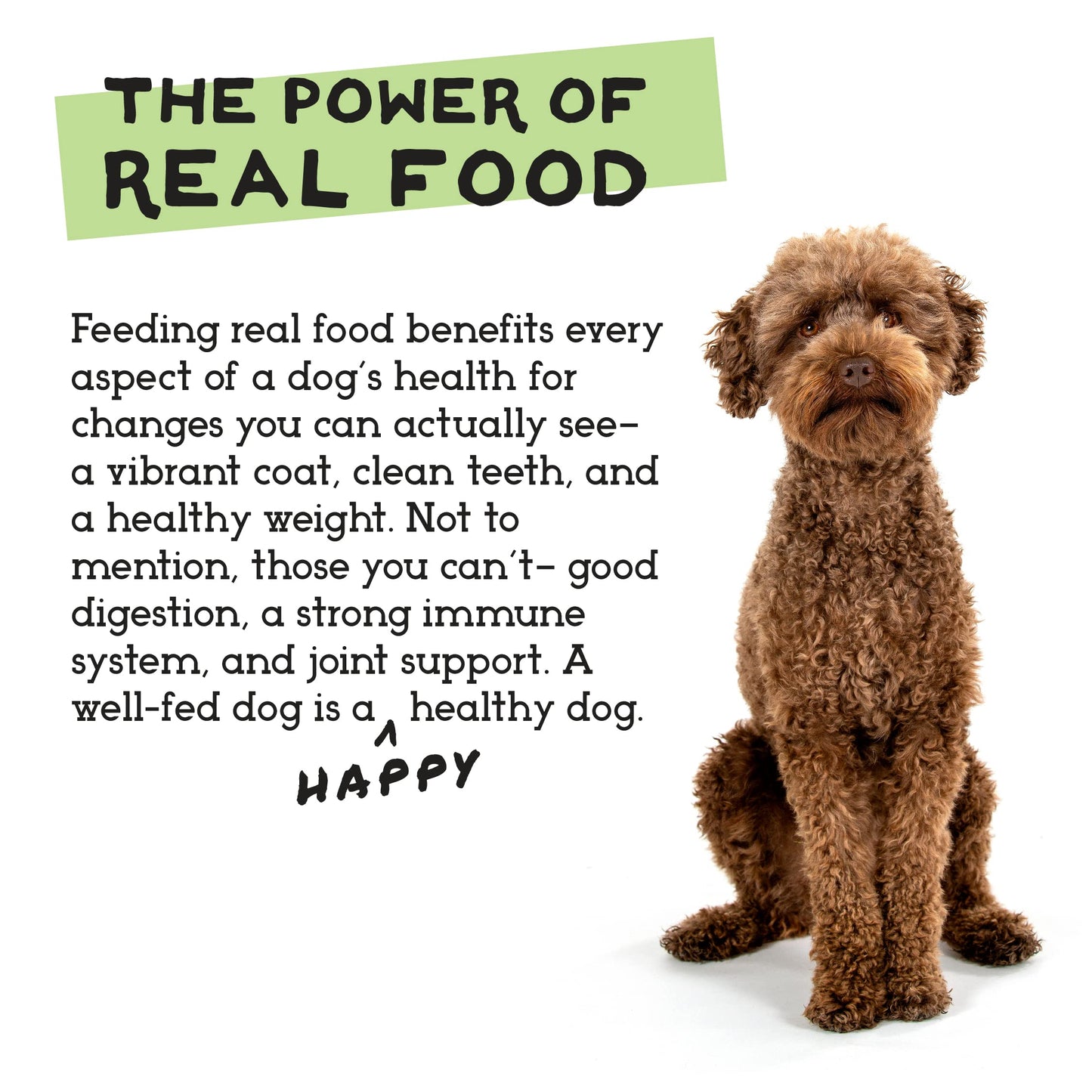 Royal Canin Breed Health Nutrition Shih Tzu Adult Loaf in Sauce Dog Food, 3 oz (Pack of 6)