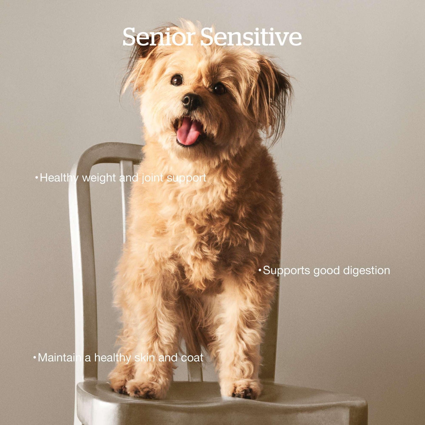 Now Fresh Grain-Free Senior Dry Dog Food with Turkey, Salmon & Duck, Premium Kibble Made with Real Meat & Fish, Chicken-Free Recipe, Glucosamine & Chondroitin for Healthy Joints, 22 lb Bag