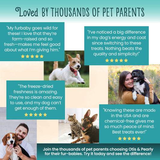 Otis & Pearly Freeze Dried Minnow Dog Treats - Single Ingredient, Made in USA - Healthy Protein Treat for Small, Medium, Large Breeds, 2oz