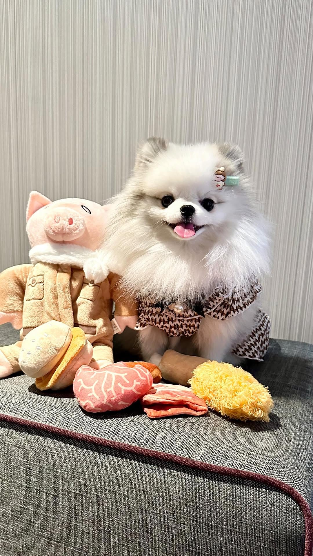 Nocciola Stuffed Pig Dog Toys: Funny Squeaky Crinkle Dog Chew Toys for Small Medium Breed, Plush Puzzle Cognitive Training Pet Enrichment Supplies, Burrow Hide Seek Mental Stimulation Anxiety Relief