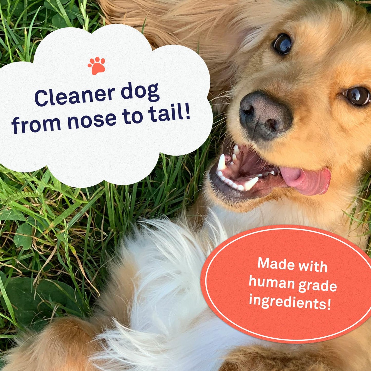 Petpost | Oatmeal & Chamomile Dog Shampoo. Soothes Dry, Sensitive Skin, Moisturizes & Softens Coat with Aloe & Yucca. 16 oz