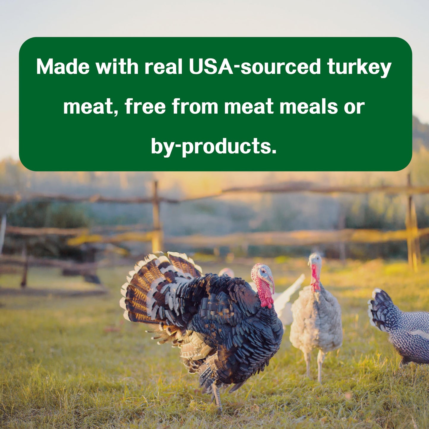 Afreschi Turkey Dental Sticks for Dogs, 2.2 lb – All Natural Dog Chews, USA-Sourced Trukey, Hypoallergenic, Long-Lasting Chew for Puppies and Adult Dogs, Grain-Free, Signature Series